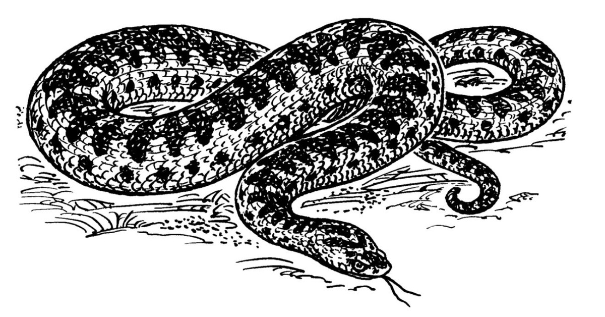 银环蛇的兄弟，金环蛇竟是无毒蛇？为何会有人这样认为？