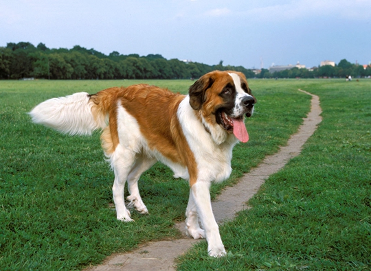 盘点世界十大大型犬排名，你都认识吗？