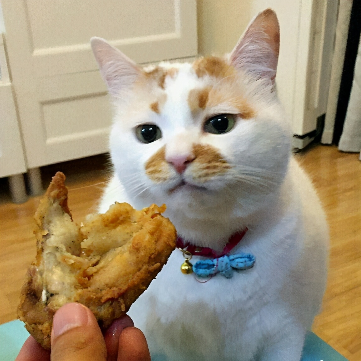 猫咪有泪痕，记住“三不吃、五多吃”，跟泪痕说再见