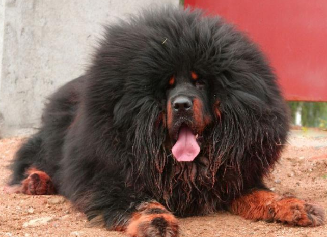 世上最凶猛的五大恶犬,战神比特犬为榜首,藏獒在里面只能算小弟