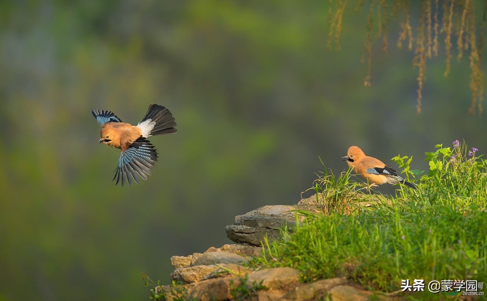 100个形容风景优美的成语，让我们的心情一起美起来！