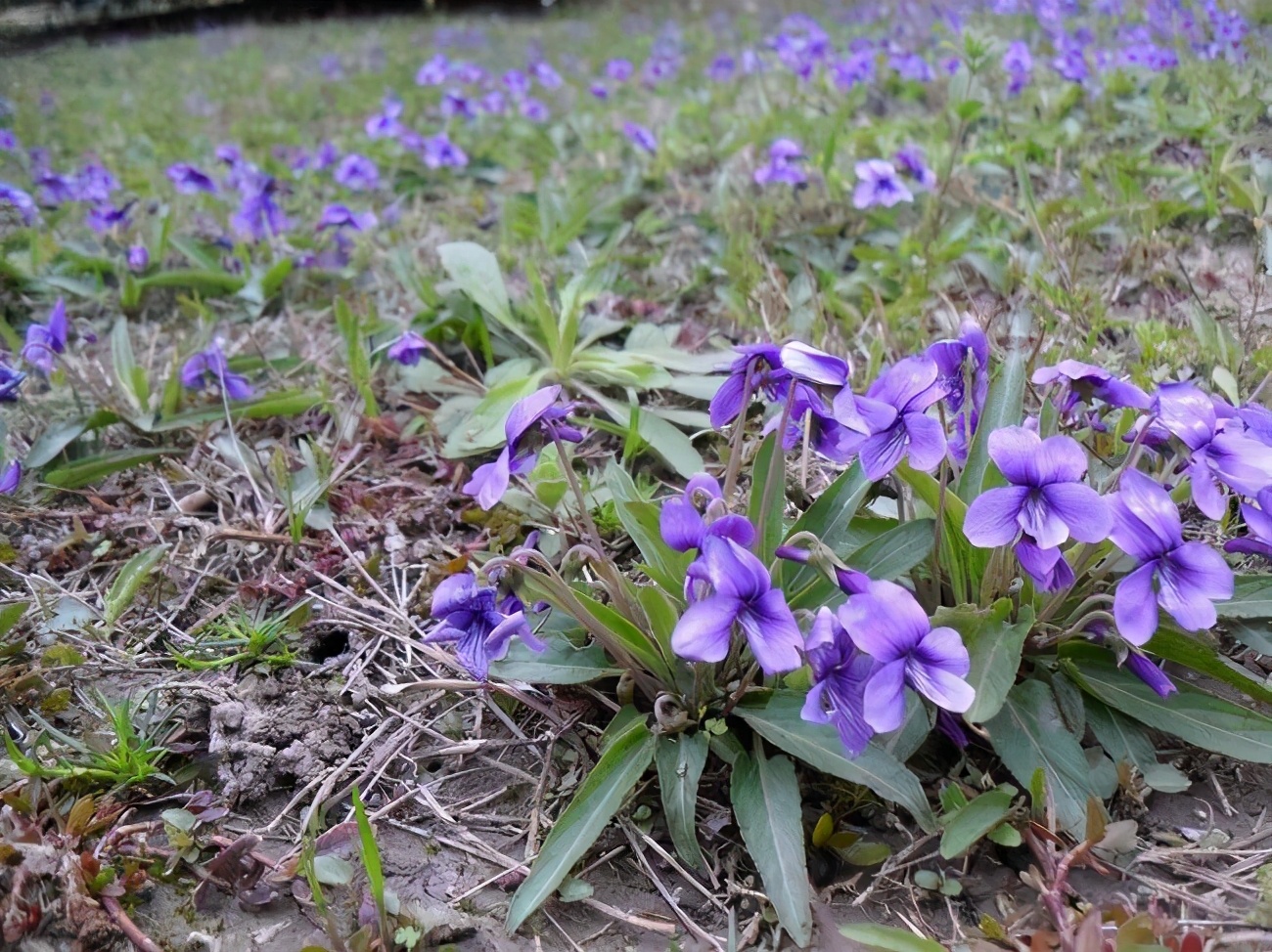 紫花地丁草圖片(荒地裡的) - 赤虎壹號