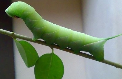 猪儿虫，从害虫到美食