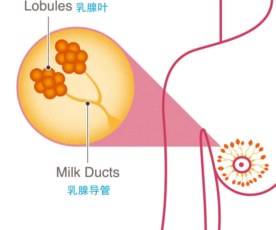 37岁，她切掉了自己的双乳：3分钟自检，学会了能救命
