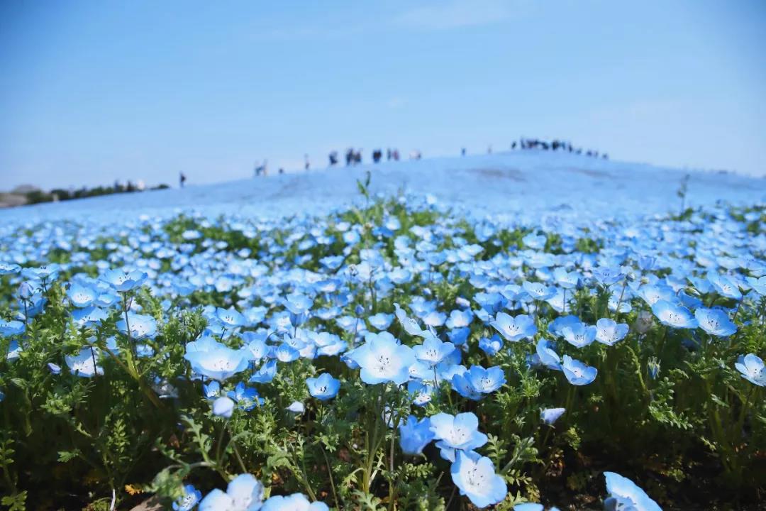 日本地方优质国立大学介绍｜茨城县篇