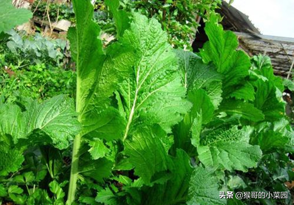 芥菜的作用和功效(芥菜虽苦但益处多) - 行就行