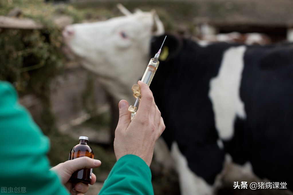 春季谨防｜牛传染性胸膜肺炎的发病特点与防治措施
