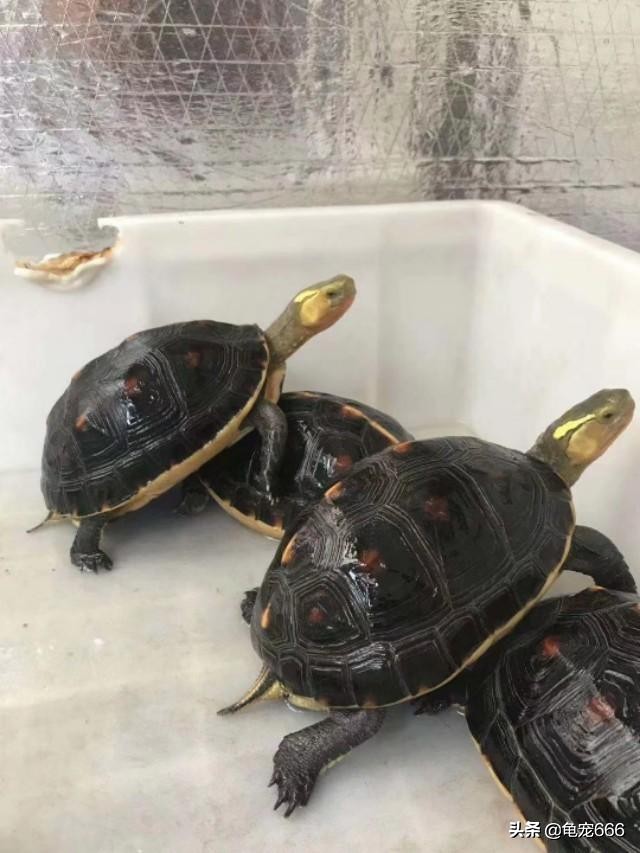 鷹嘴龜價格,