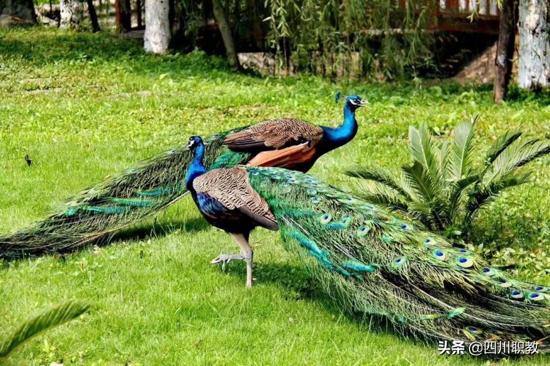 2所大学和1所中职强强联合，下岗工人等群体在春季读全日制大学