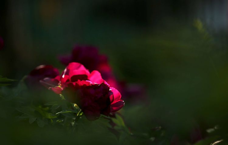花卉摄影：2019年洛阳牡丹