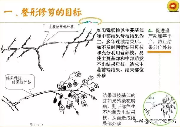 15张图看懂猕猴桃修剪技术，想种好猕猴桃的朋友，赶紧收藏