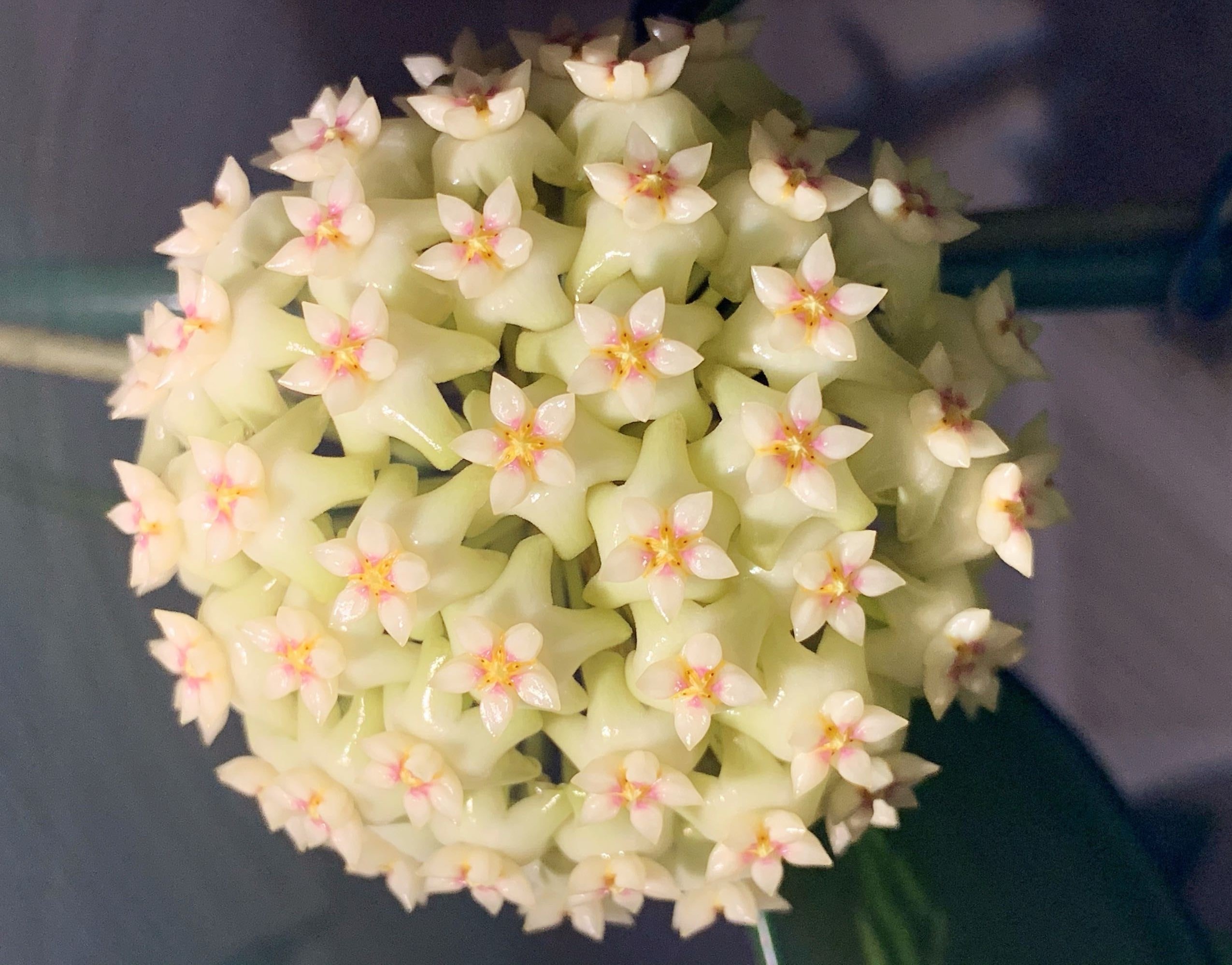 羊脂玉球兰花怎么养比较好「记得收藏」 -骁龙网