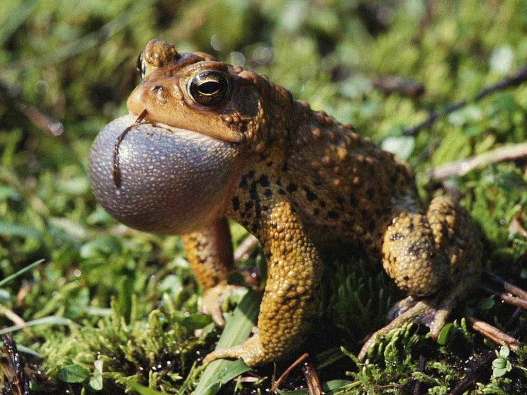 吃癞蛤蟆差点毒死人吃癞蛤蟆中毒