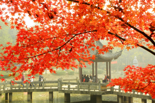 南京正是赏秋“好时节”，栖霞山美得不像话，这份旅游攻略要收好