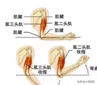 举杠铃会把手臂整折吗(手臂训练没有突破？你可能不是做错了动作，而是忽视了这些细节)