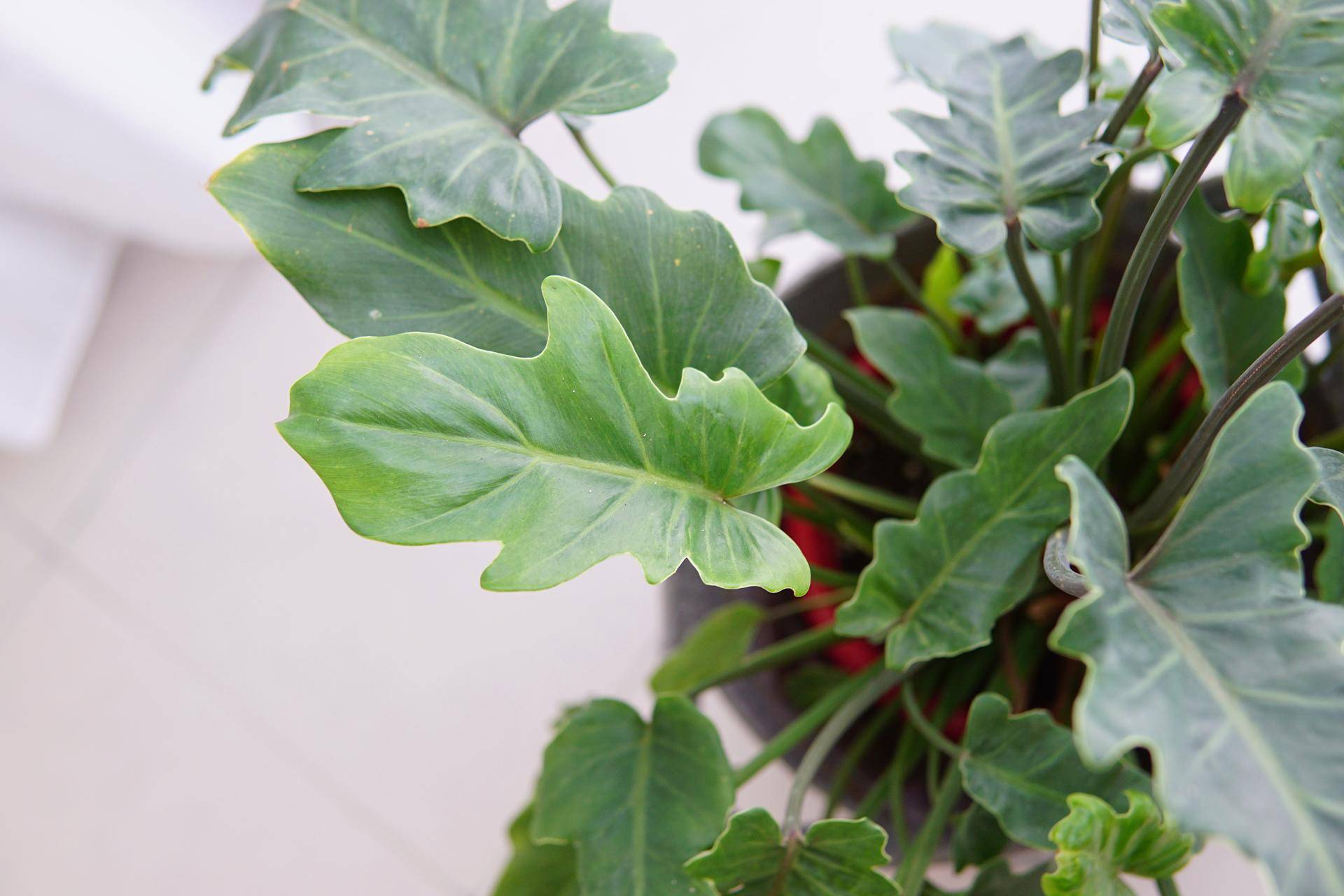 室内观叶植物 室内常见观叶植物-经验帮