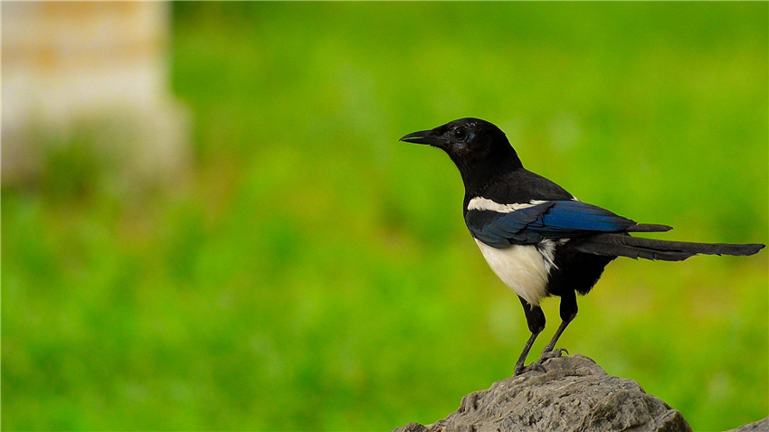 "报喜鸟"喜鹊的真实生活,万万没想到它也很腹黑