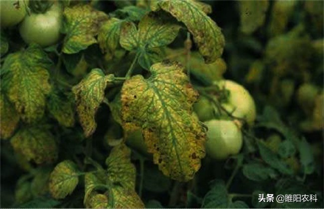 番茄病毒病用什么药效果好（番茄病毒病用什么药效果好呢）-第2张图片-科灵网