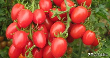 露天西红柿几月份育苗（番茄种植时间以及种植技术）