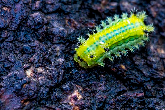 害虫洋辣子是什么?为什么卖这么贵?