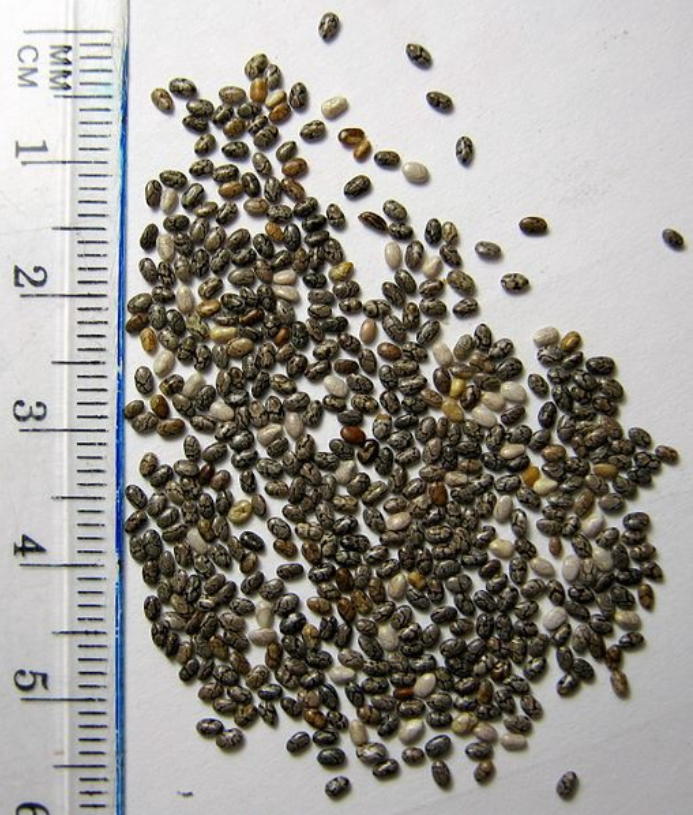 奇亚籽——一颗有着悠久历史的小种子
