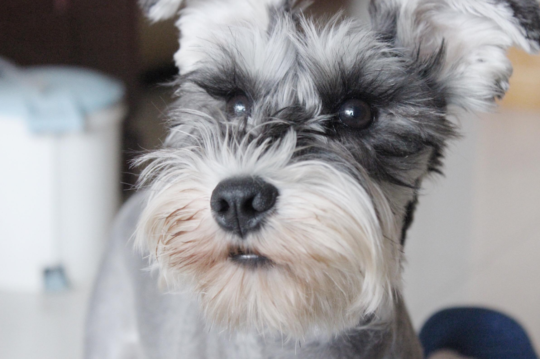 雪纳瑞幼犬图片(狗界) - 赤虎壹号