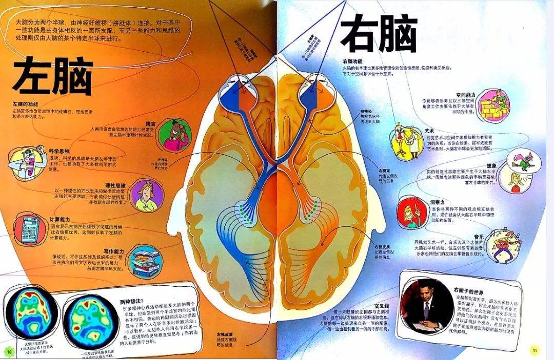 男孩子为什么喜欢挖掘机？由生理结构决定的，父母别阻止要保护