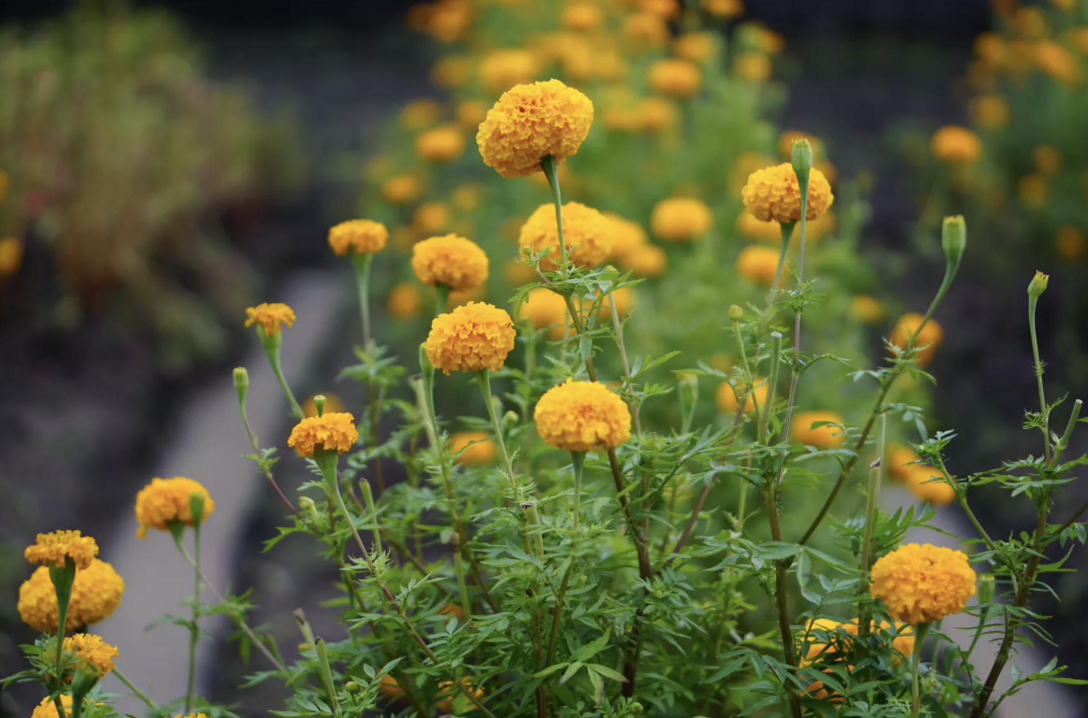 花境平面图高清(花园植物搭配实例50种花境设计)