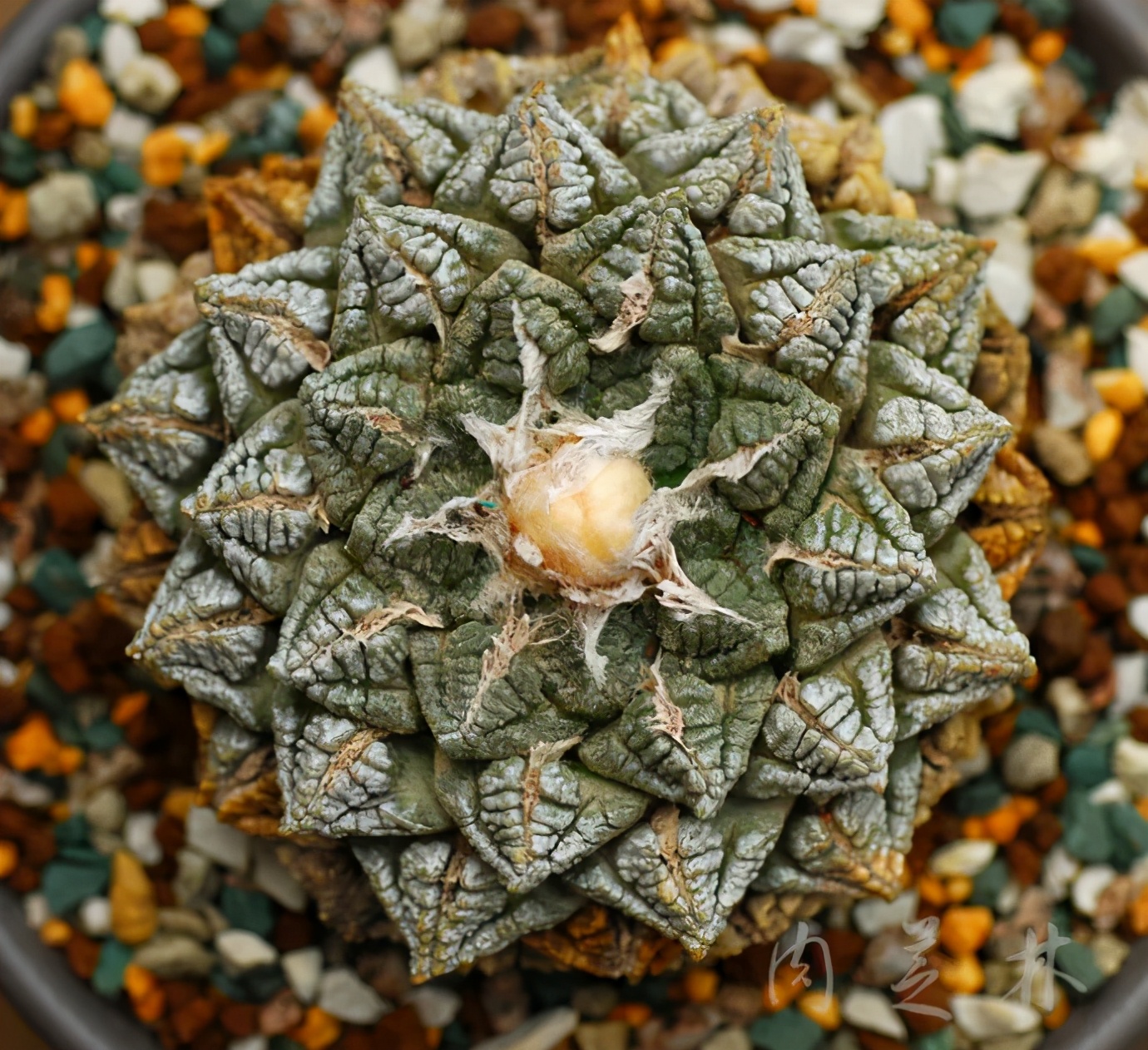 龟甲牡丹，真的是百年才长巴掌大小吗？