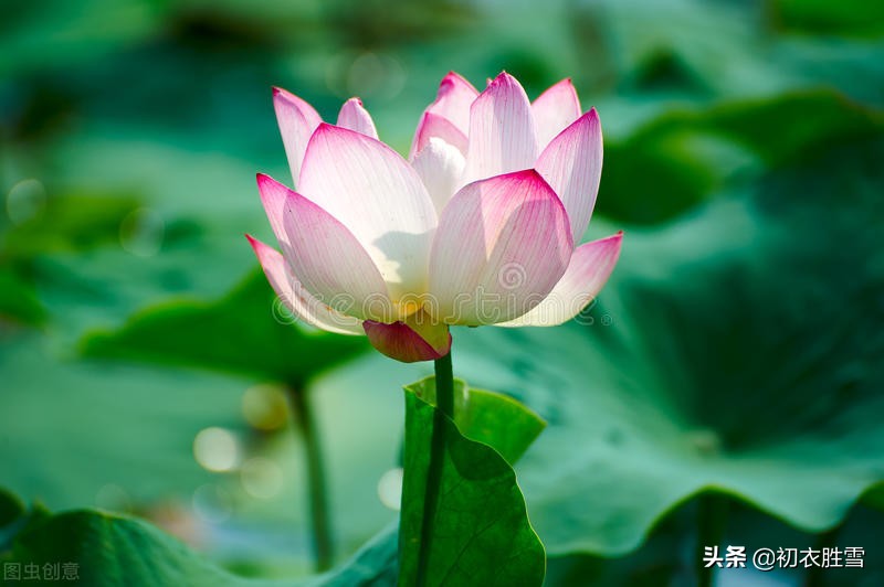 明丽秋水荷花诗词七首：数朵芙蕖，嫣然一笑凌清晓