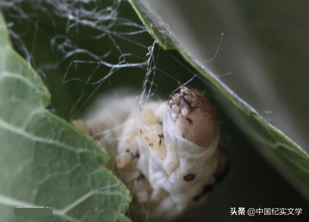 自缚作茧是什么（作茧自缚的缚是什么意思）