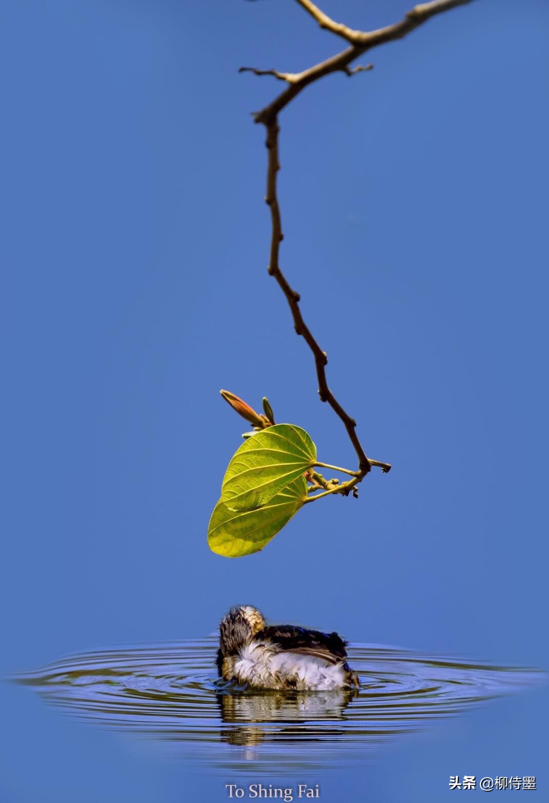 15张普通人拍摄的好照片,模仿他们的摄影方法,小白也能拍大片
