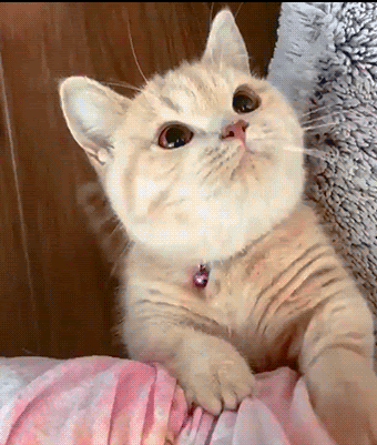 猫咪为啥总是喵喵叫讨食？明明碗里还有粮