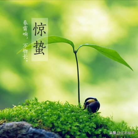 惊蛰 | 一雷惊鸣，万物始动；万卷春光，一缕明媚