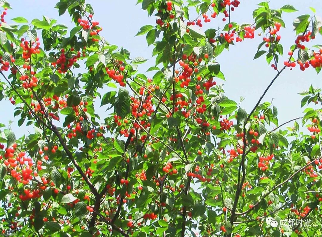 成都周边采樱桃的地方大集合!
