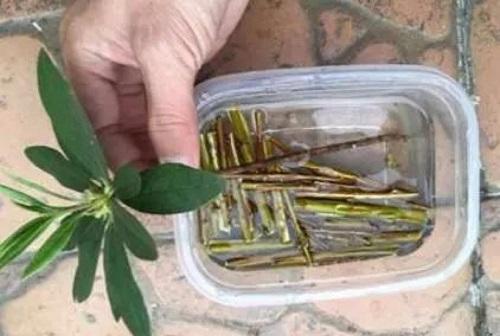 生根剂还用买？自己在家做，用一点白根呼呼窜