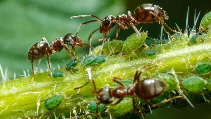 花长蚜虫用什么方法治（2种暴力清除蚜虫的方法）