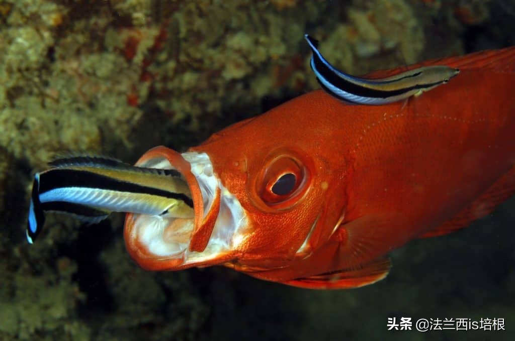 杀熟、欺善怕恶、做表面工作，这条小鱼掌握了全套市井伎俩