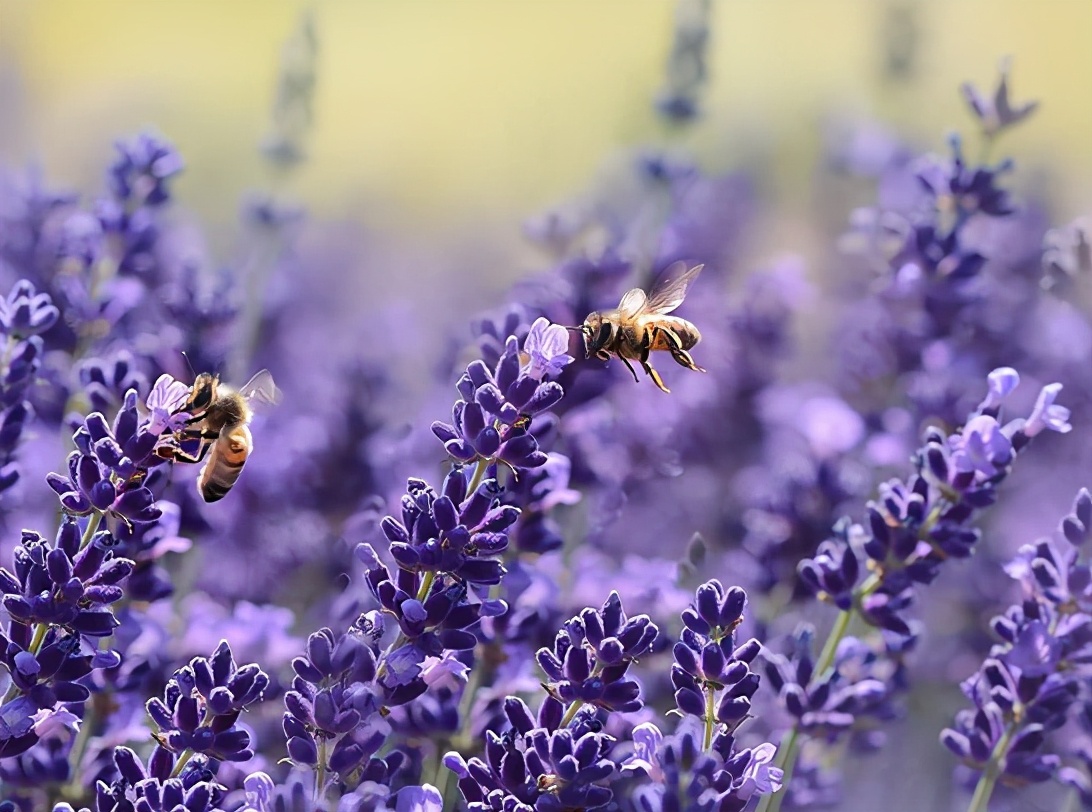少女爱上老师不伦之恋，逃避婚姻堕下胎儿，治愈小说《催眠者》