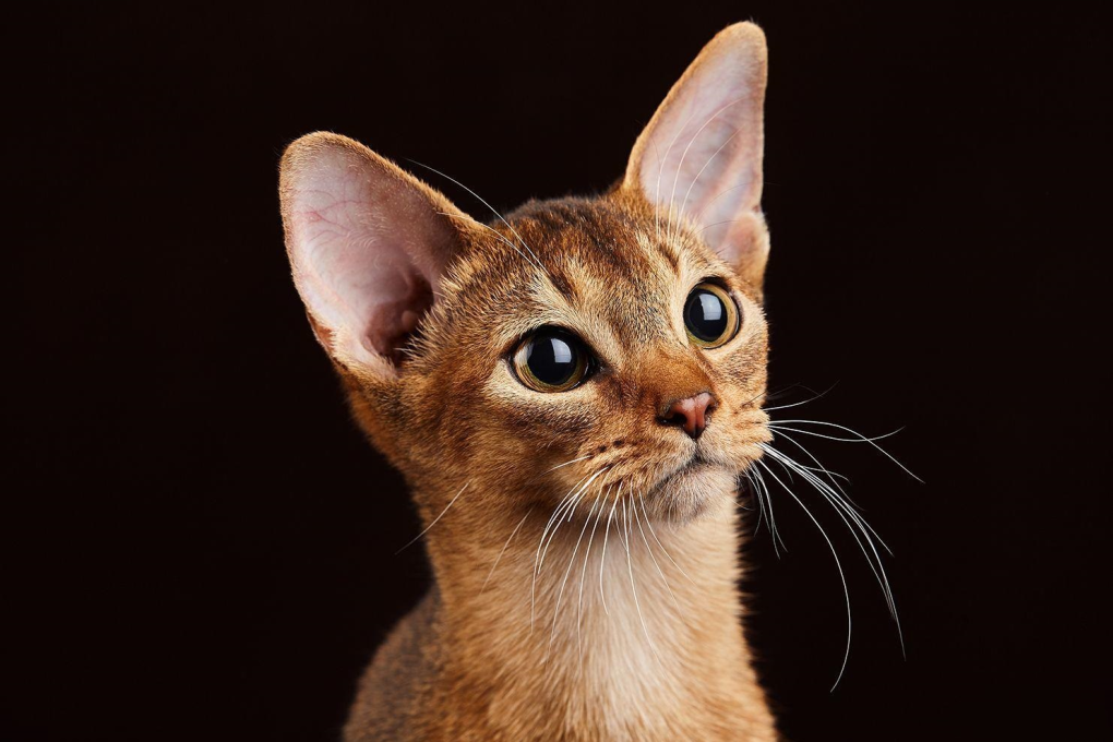 阿比猫(物种百科：阿比西尼亚猫)