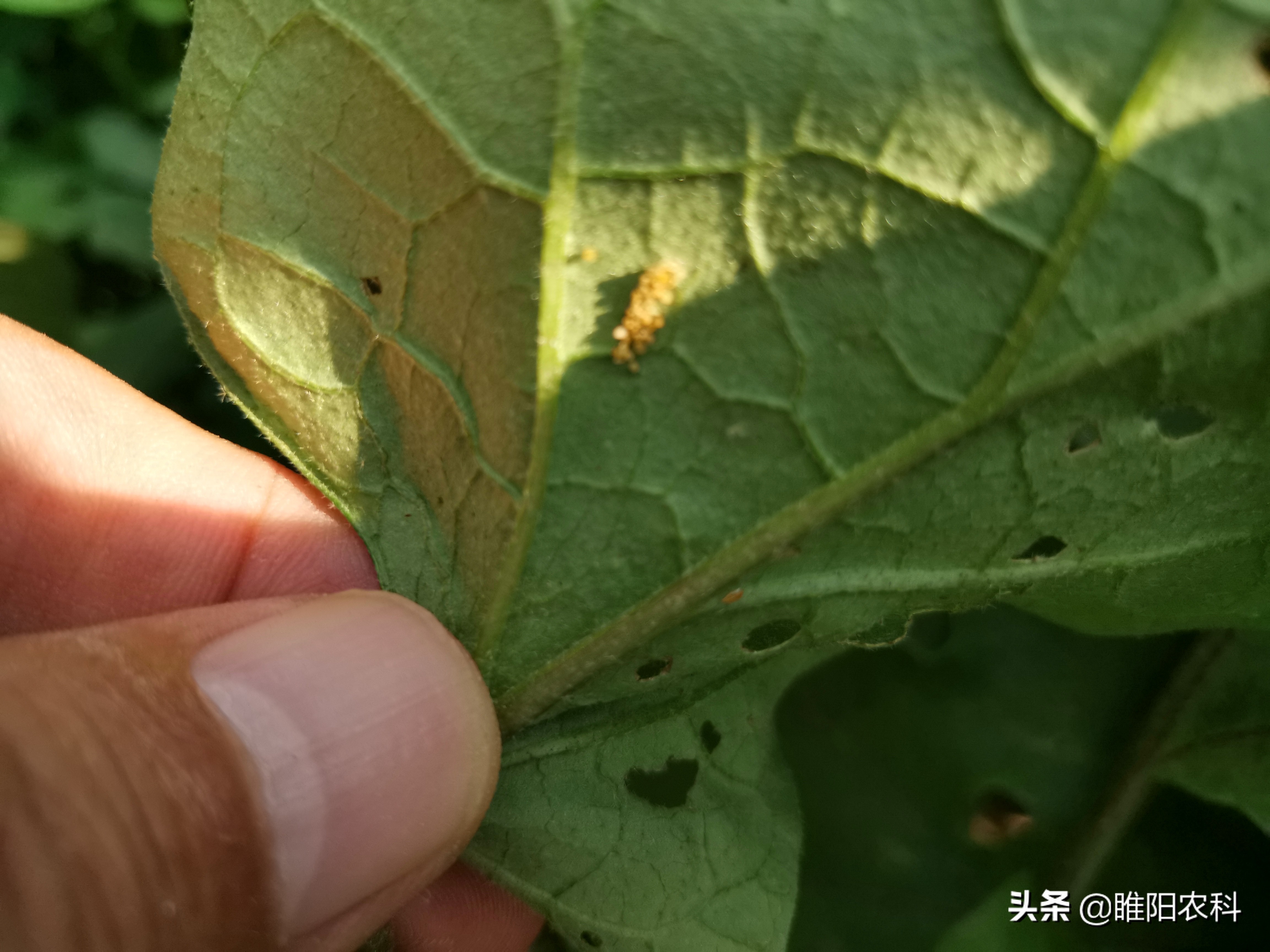 该配方是由高效氯氟氰菊酯与吡虫啉两种不同类型的药剂复配而成的一个