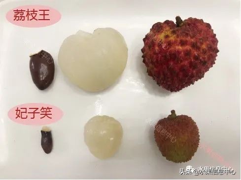 荔枝的品种有哪些品种（5种不同品种的荔枝测评）