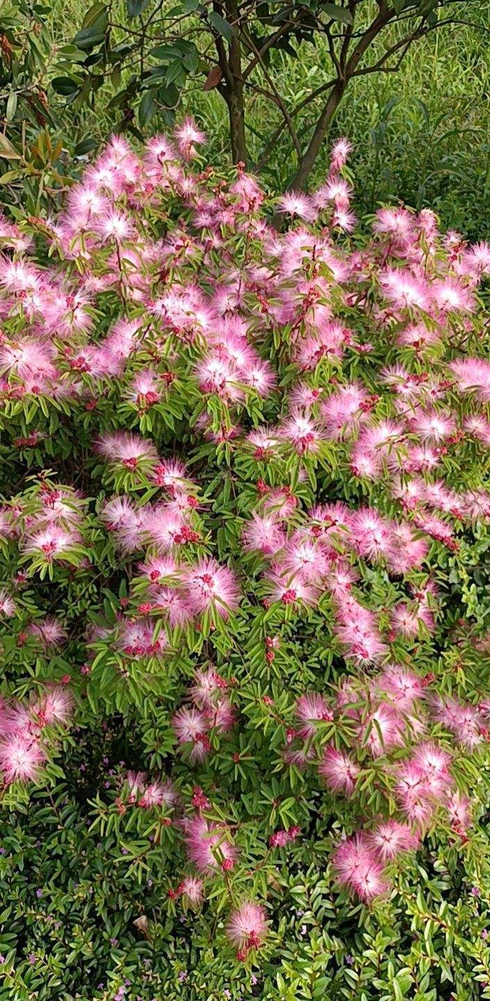 花草的图片大全（100种常见花图鉴一览表）
