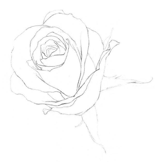 分步骤讲解玫瑰素描画法,看起来难,画起来简单)