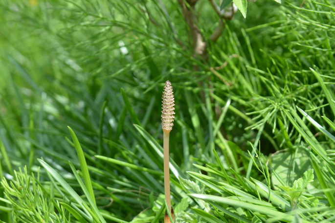 吸金草图片(农村一种常见的野草) - 赤虎壹号