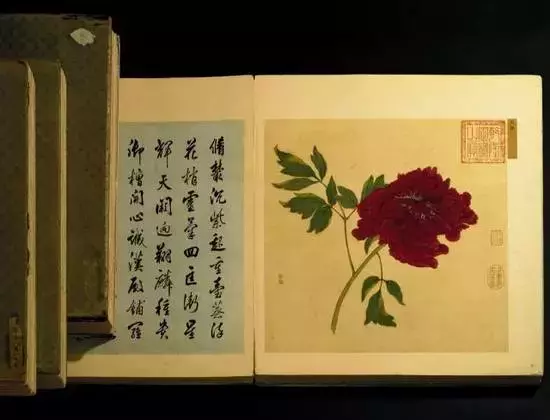 一朵牡丹价值超过100万,魅力何在?
