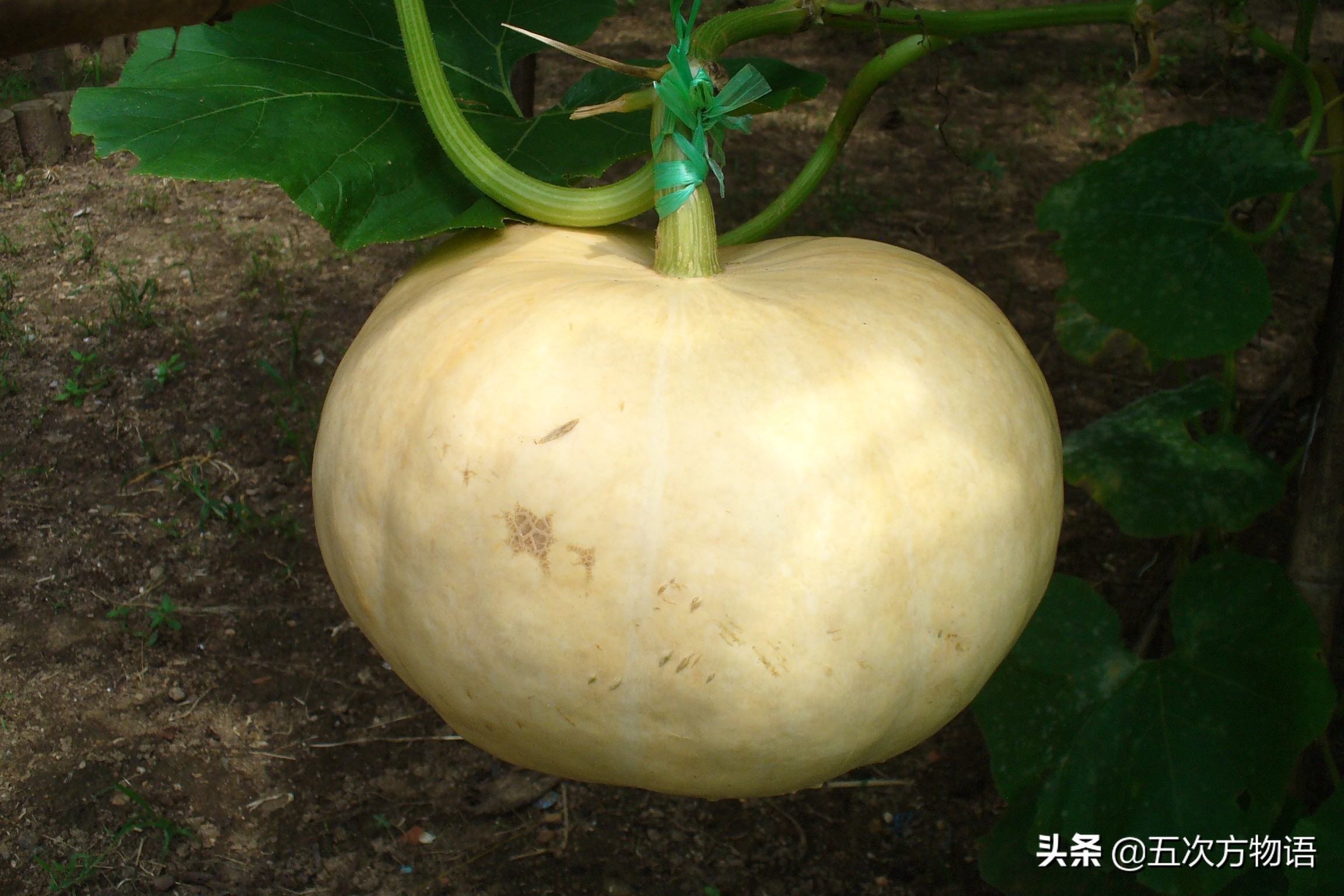 伊麗莎白瓜的營養(yǎng)價值,伊麗莎白瓜的營養(yǎng)價值及功效與作用