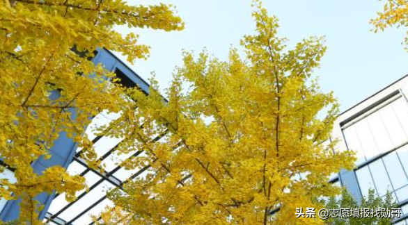 香港中文大学，神坛跌落，再度爆冷！录取分数直线下跌