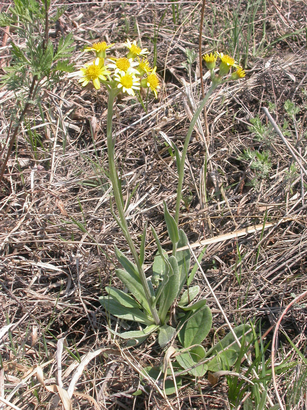狗舌头草的作用功效_中