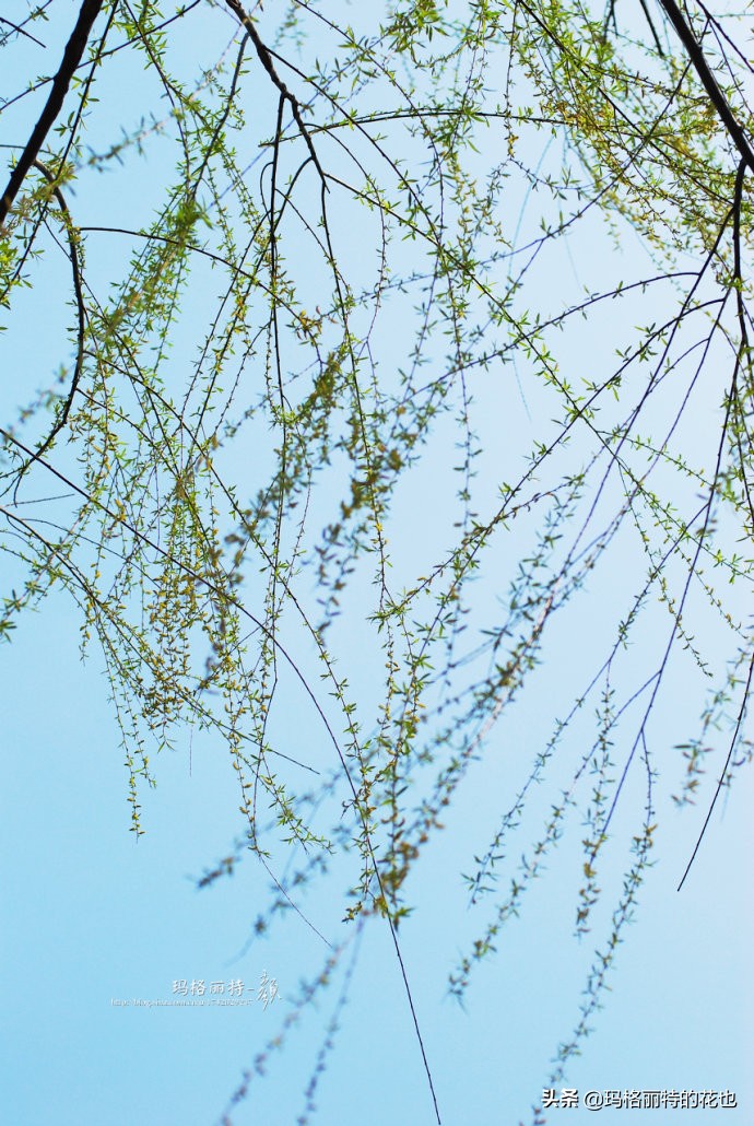 柳树什么时候发芽（山东柳树什么时候发芽）-第13张图片-巴山号